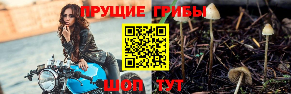 Псилоцибиновые грибы MAGIC MUSHROOMS  Вход с VPN  Кириши  Псилоцибиновые грибы мухоморы 